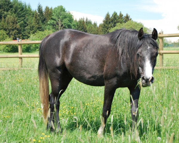 horse Camar Shaik ox (Arabian purebred, 2015, from Natal EAO)