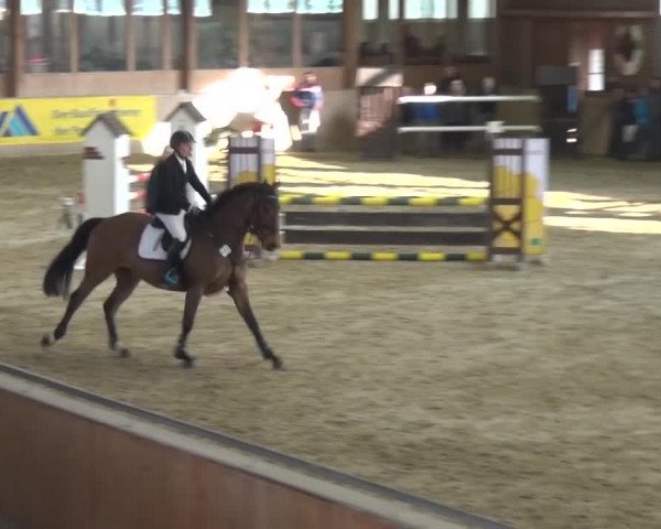 Reitturnier Köln-Leverkusen 2017