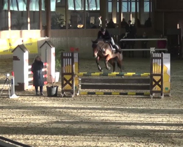 Reitturnier Köln-Leverkusen 2017
