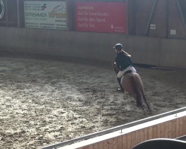 Reitturnier Köln-Leverkusen 2017