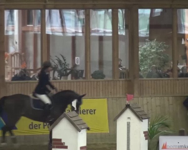 Reitturnier Köln-Leverkusen 2017