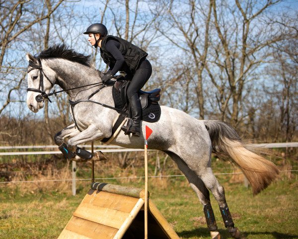 Springpferd Dinaro 36 (Holsteiner, 2016, von Diarado)