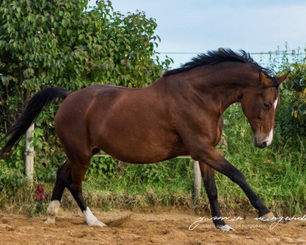 broodmare Deja vue (Oldenburg, 2002, from Bmc Don Cardinale)