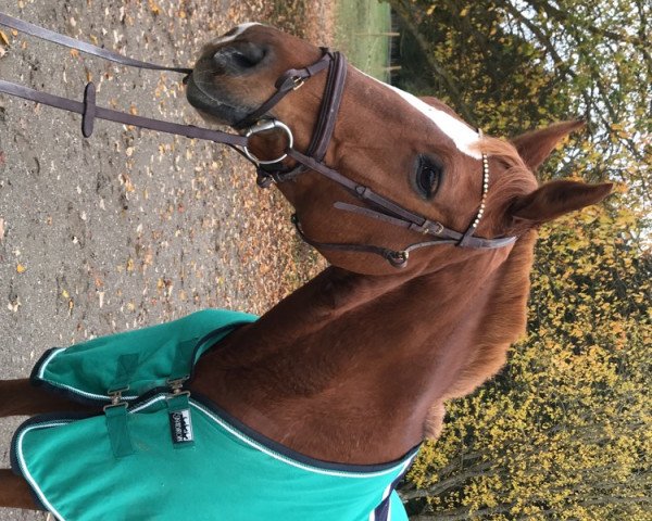 horse Dina Lee (Hanoverian, 2003, from Dacaprio)