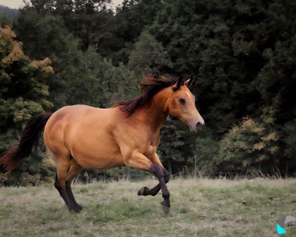 Fattrice Joes Little Flicka AQH (Quarter Horse,  , di Joe Dun Didit)