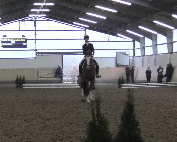Dressur Late-Entry Datteln 2017