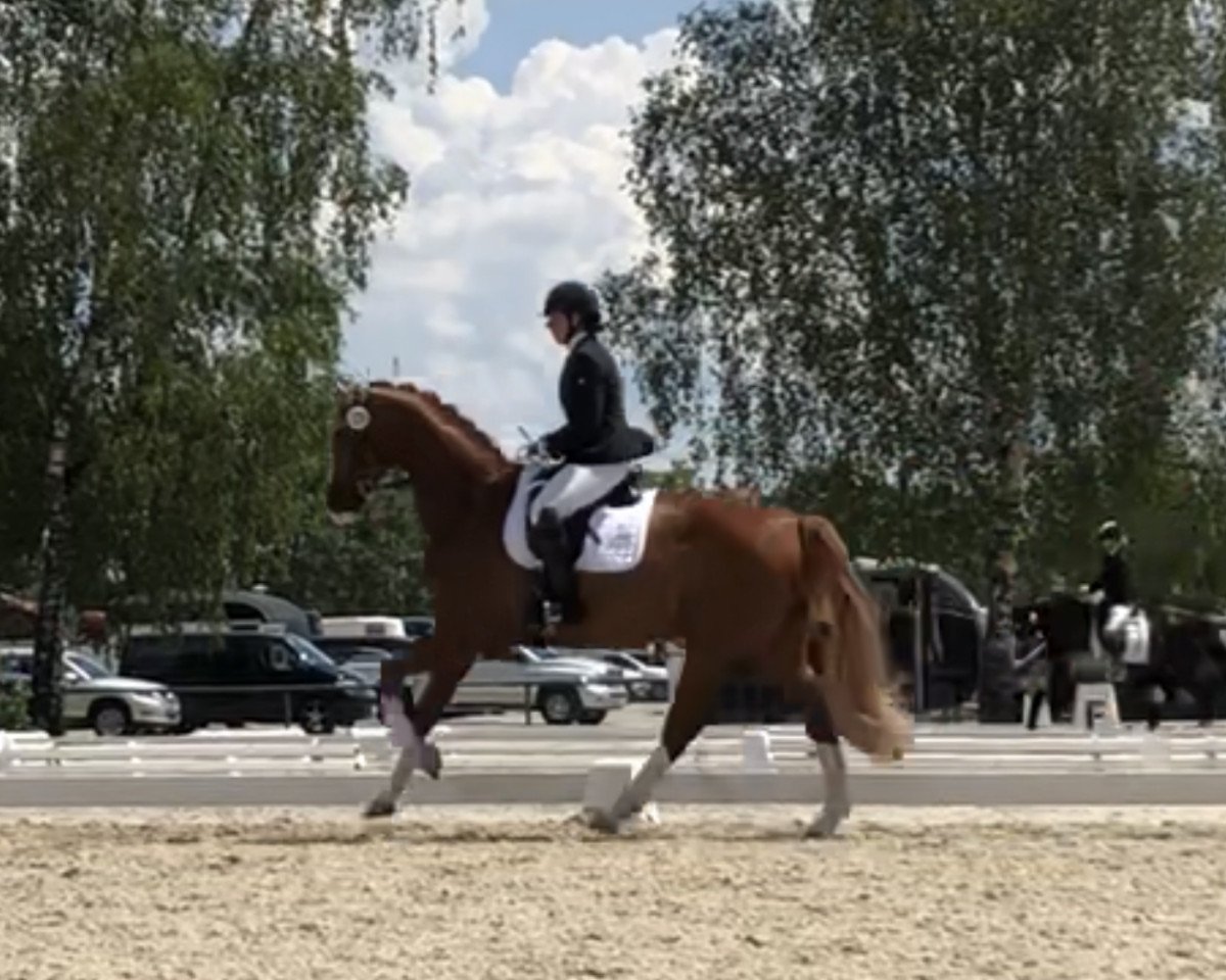 Dressurpferd Kingston 36 (Oldenburger, 2005, von Kaiser Franz)