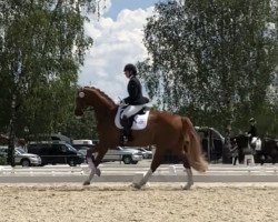 Dressurpferd Kingston 36 (Oldenburger, 2005, von Kaiser Franz)