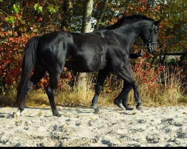 broodmare Greta (German Sport Horse,  , from Descolari)
