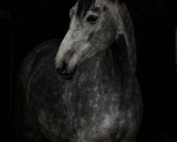 jumper Grace Top 3 (Hanoverian, 2012, from Grey Top)