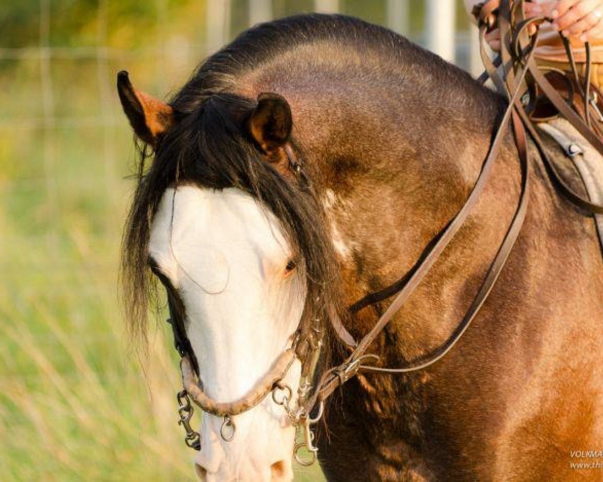 stallion Phadi d'al Bassatine (Arab-Berber, 2004)