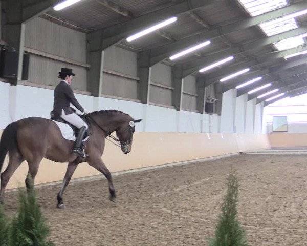 Dressur Late-Entry Datteln 2017