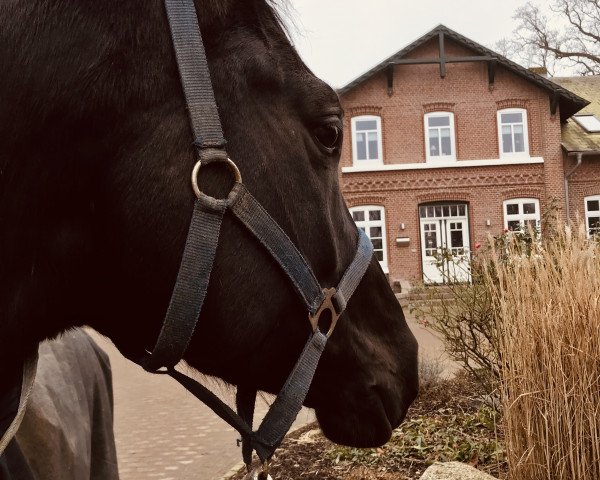 dressage horse Winterfürst (Trakehner, 2015, from E.H. Millennium)