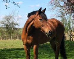 Springpferd La Jana 62 (Holsteiner, 1998, von Acord II)
