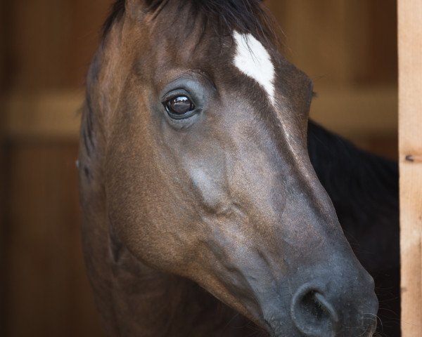 broodmare Wally (Oldenburg, 2002, from Fidermark)