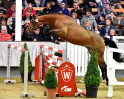 stallion For Chacco Tn (Westphalian, 2016, from For Pleasure)
