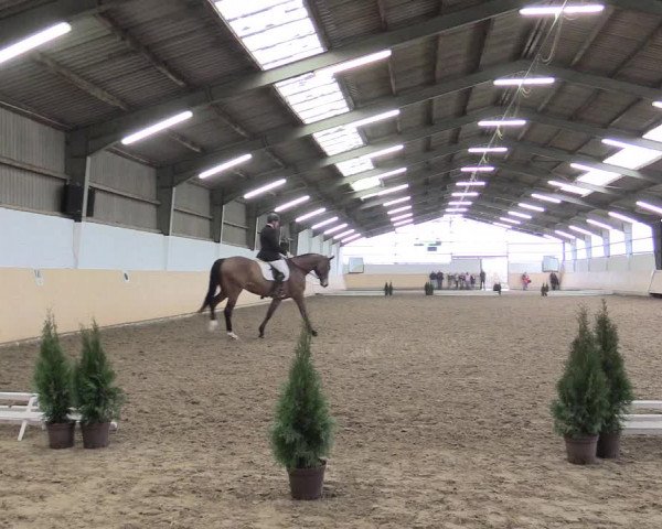 Dressur Late-Entry Datteln 2017