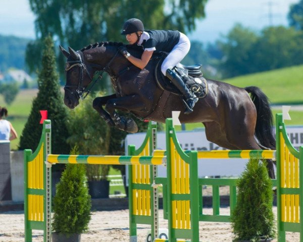 broodmare Stakvolta (Hanoverian, 2007, from Stakkato)
