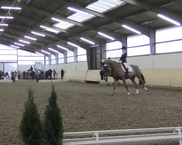 Dressur Late-Entry Datteln 2017