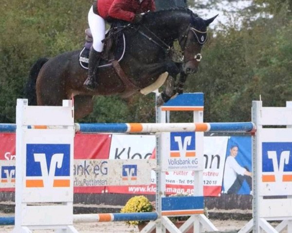 Springpferd Cooper 132 (Hannoveraner, 2007, von Contendro I)