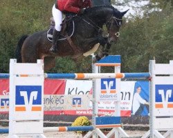 jumper Cooper 132 (Hanoverian, 2007, from Contendro I)