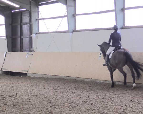 Dressur Late-Entry Datteln 2017