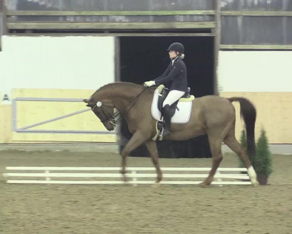 Dressur Late-Entry Datteln 2017