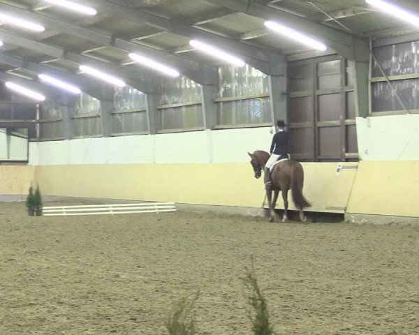 Dressur Late-Entry Datteln 2017