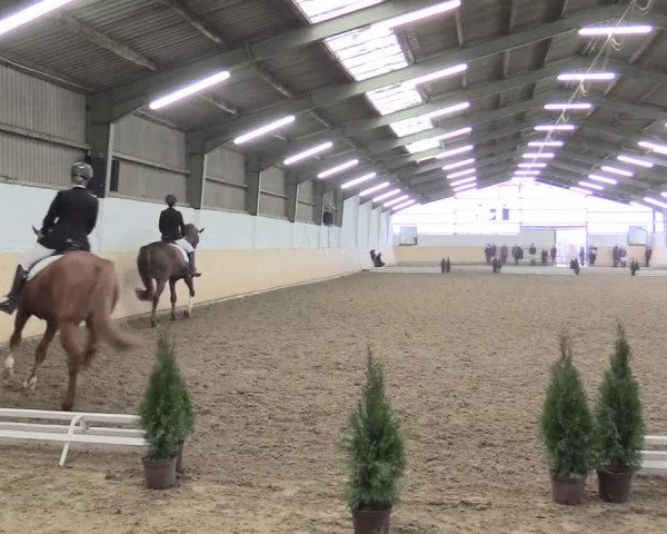 Dressur Late-Entry Datteln 2017