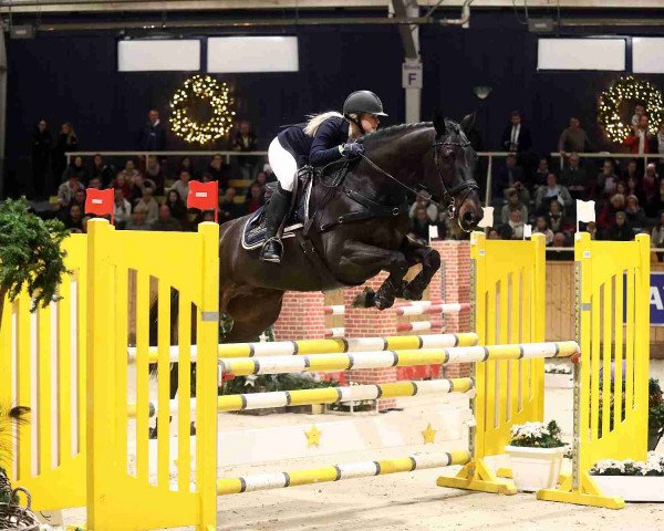 Springpferd Bonito Z (Zangersheide Reitpferd, 2011, von Bonaparte Z)