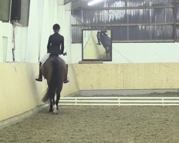 Dressur Late-Entry Datteln 2017