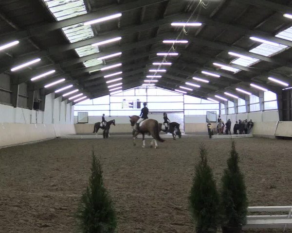 Dressur Late-Entry Datteln 2017