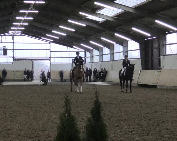 Dressur Late-Entry Datteln 2017