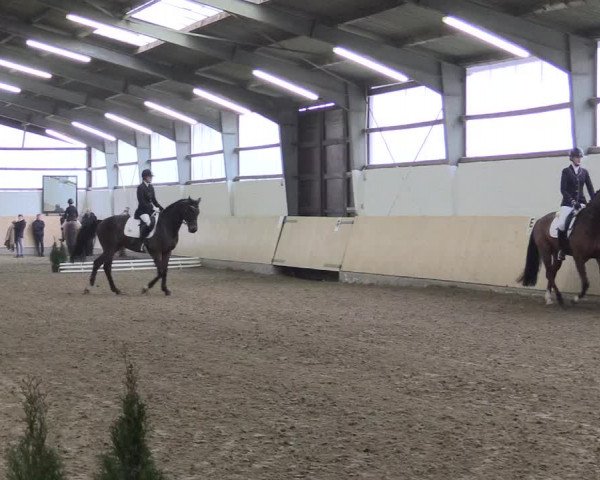 Dressur Late-Entry Datteln 2017