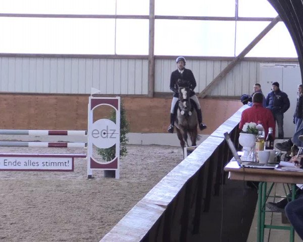 Reitturnier Viernheim 2017