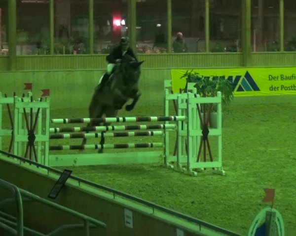 Reitturnier Köln-Leverkusen 2017