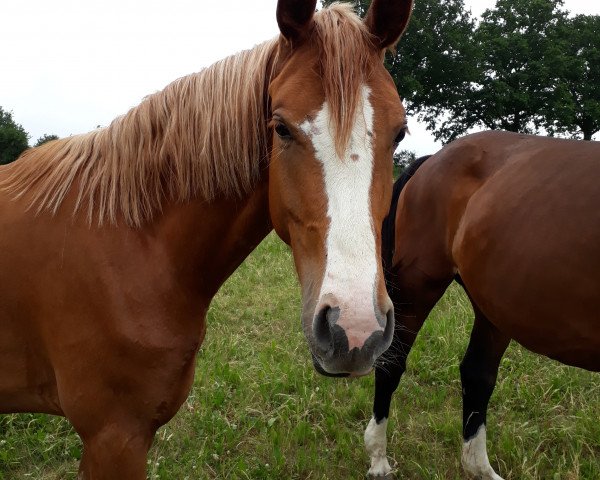 broodmare Blondie (Hanoverian, 2015, from Cornettino Ask)
