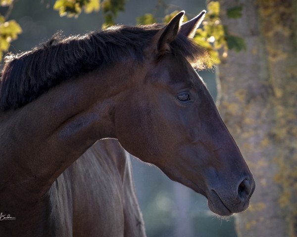 broodmare Dione D'Olympe (Trakehner, 2015, from Icare d'Olympe AA)