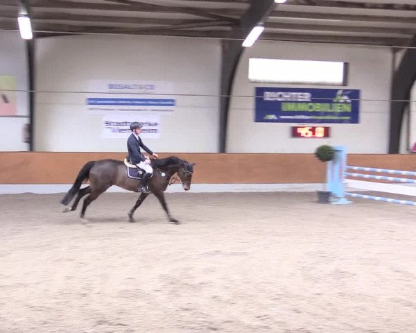 Reitturnier Viernheim 2017