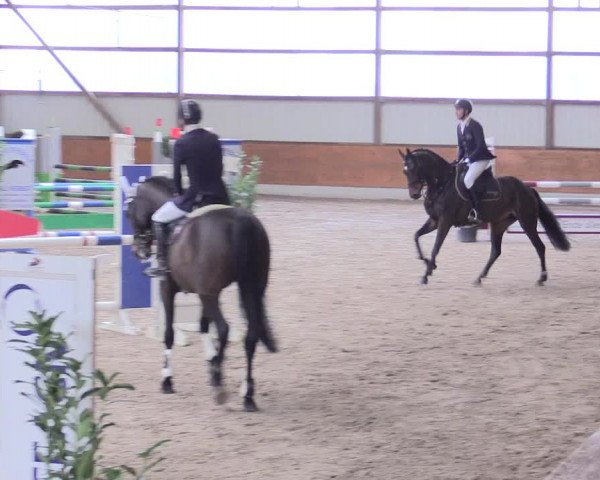 Reitturnier Viernheim 2017