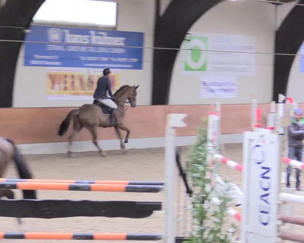 Reitturnier Viernheim 2017