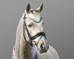 stallion Dream a little Dream AT (German Riding Pony, 2016, from Dating AT NRW)