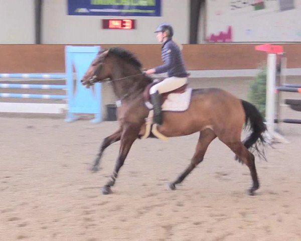 Reitturnier Viernheim 2017