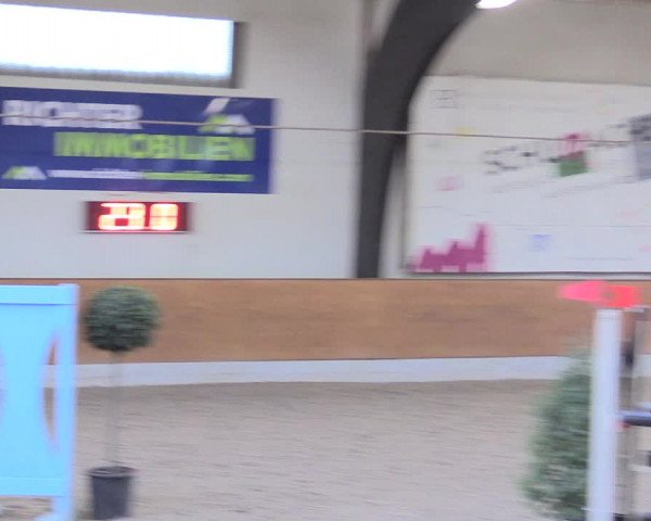 Reitturnier Viernheim 2017