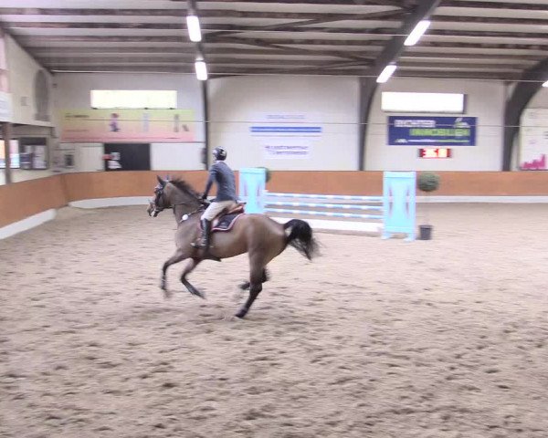 Reitturnier Viernheim 2017