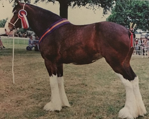 broodmare Webers Sadie Jakey Victoria (Clydesdale, 2011, from Stoneyleigh Major Jackey) broodmare Webers Sadie Jakey Victoria (Clydesdale, 2011, from Stoneyleigh Major Jackey)