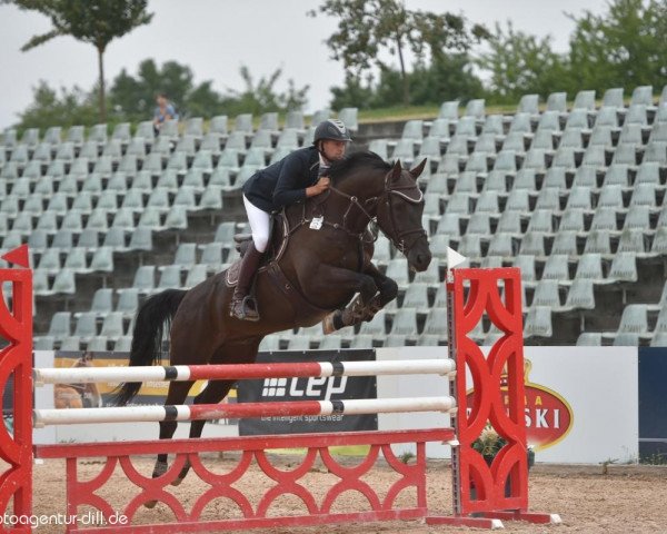 Springpferd Nino F (Holsteiner, 2011, von Newton)