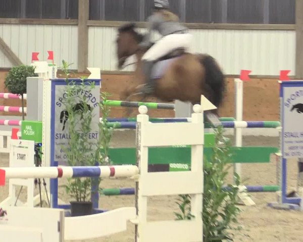 Reitturnier Viernheim 2017