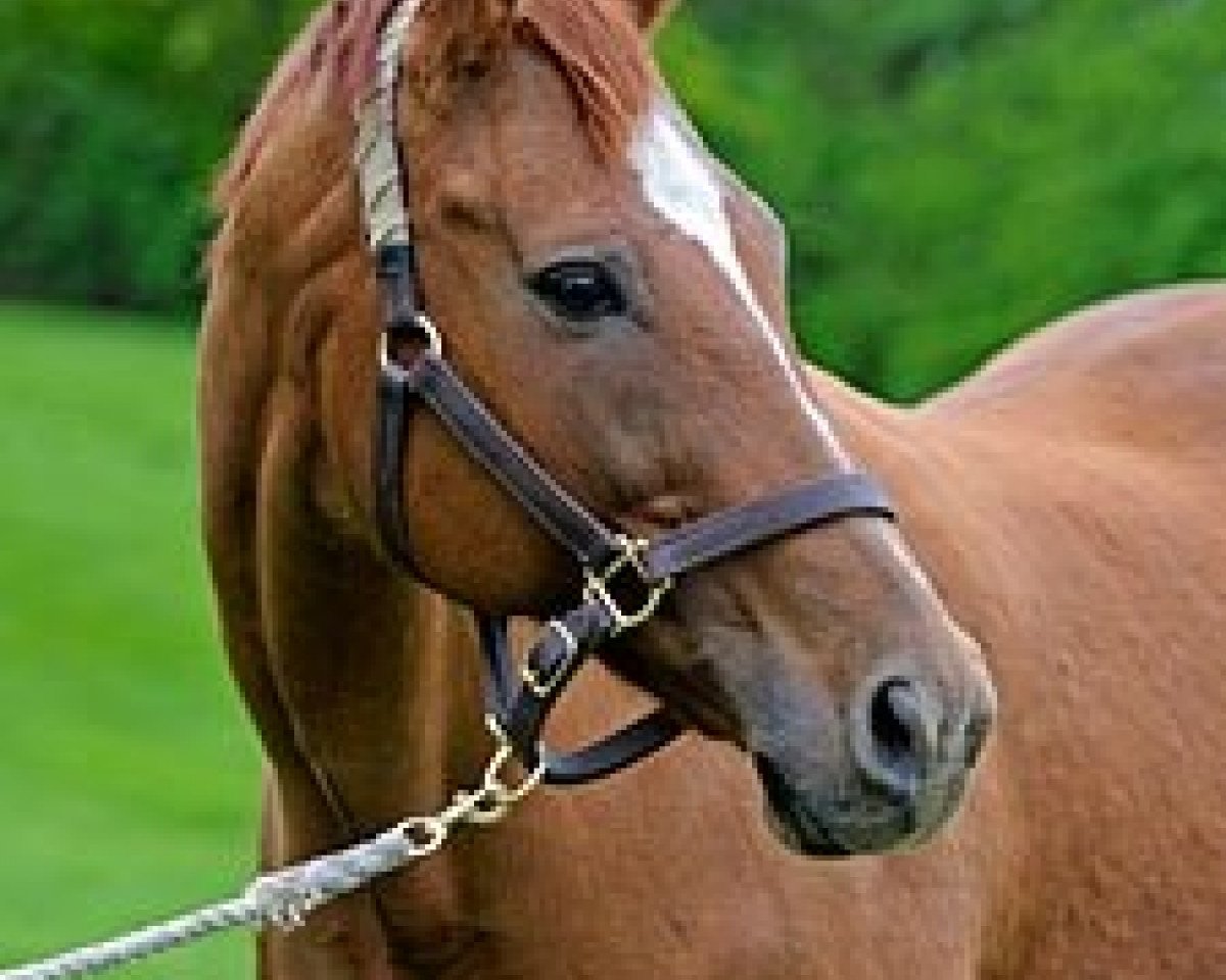 broodmare Lisa Danielle xx (Thoroughbred, 1994, from Wolf Power xx)