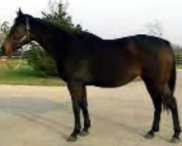 broodmare Colorado Dancer xx (Thoroughbred, 1986, from Shareef Dancer xx)